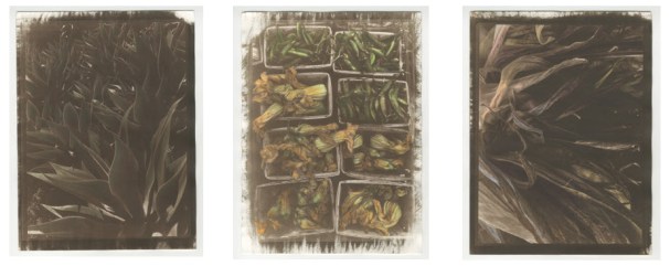 Vegetation Kallitypes